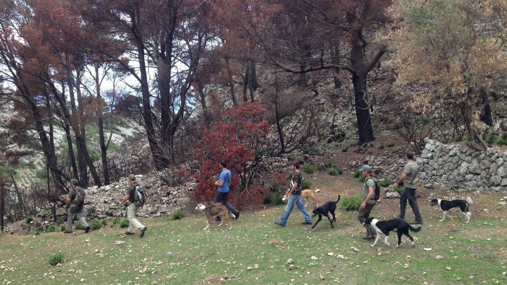 caza cazadores perros