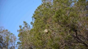 cazadores-santanyi-procesionaria