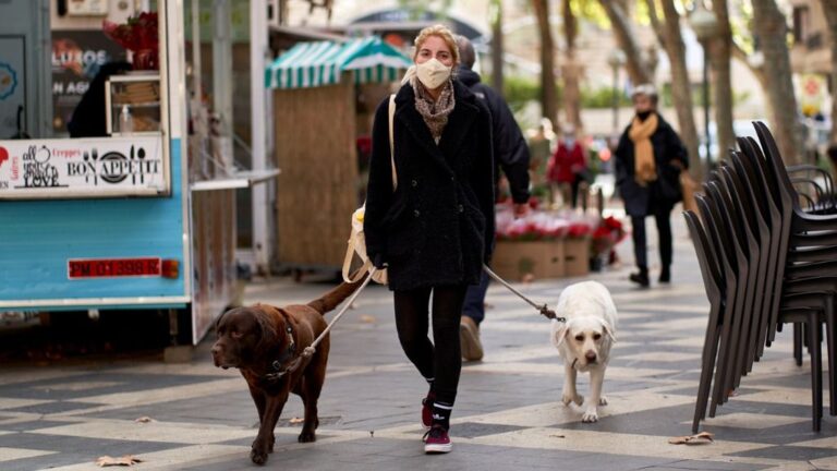 Palma-perros