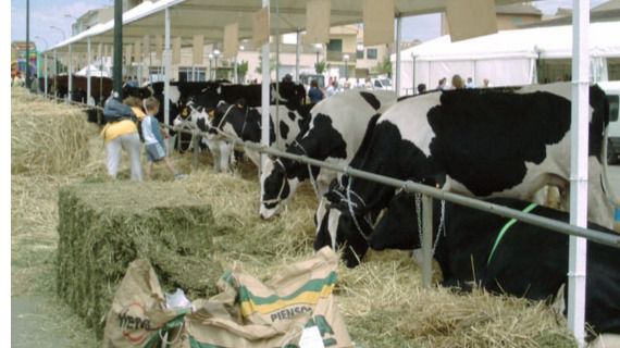 vacas