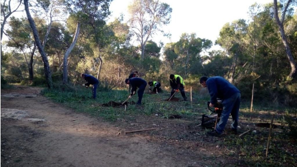 reforestación 1.550 árboles bosc de Bellver
