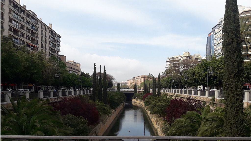 Palma cielo