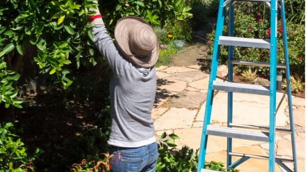 jardineria