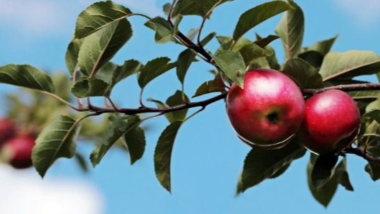 arbol frutas