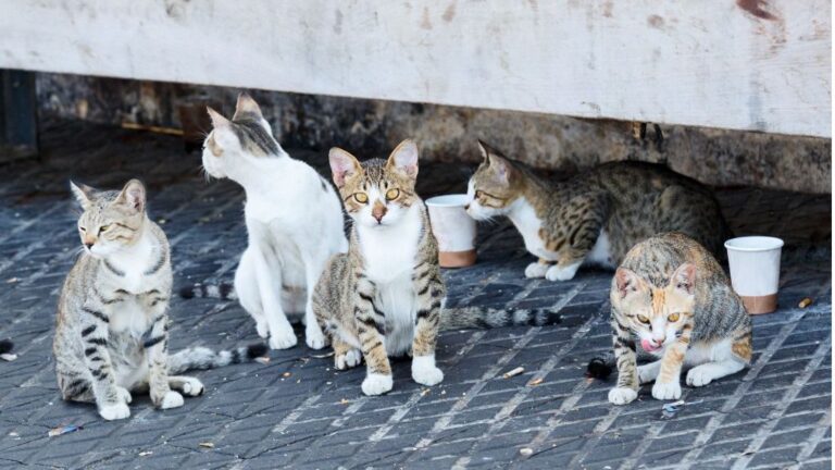 colonia de gatos