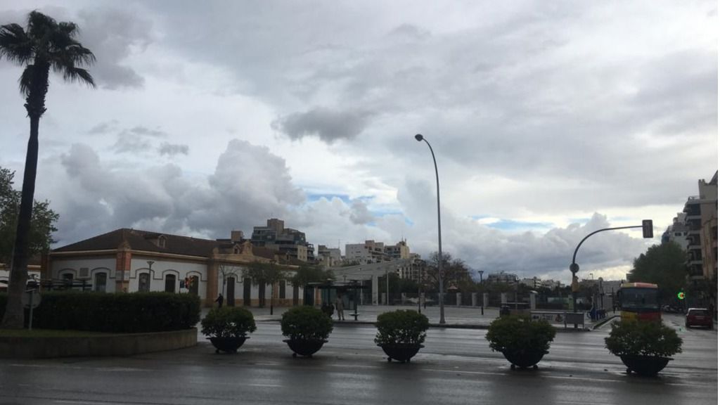 Palma nublado