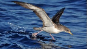 Foto: Victor Guimer&aacute; O'Dogherty