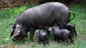 cerdo negro