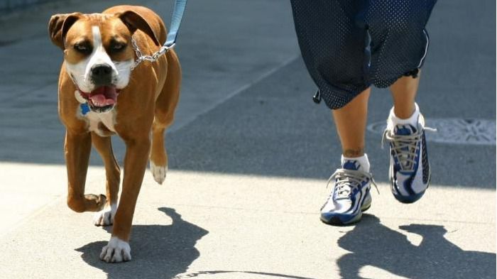 paseo de perro
