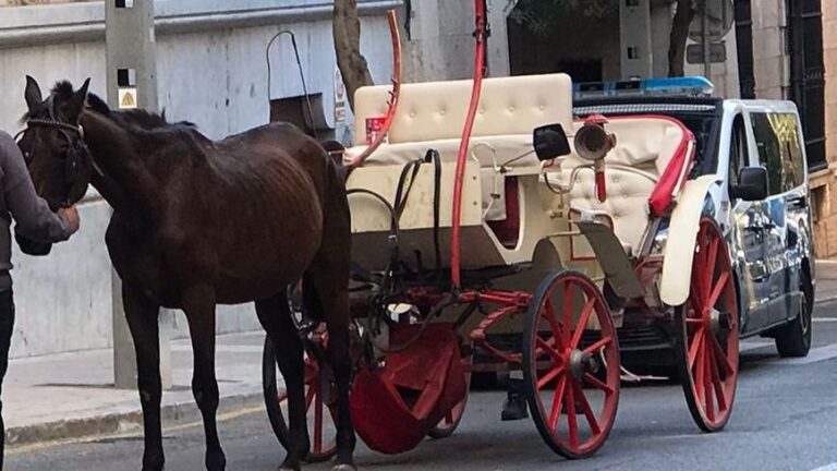 Imagen del animal tras ser levantado