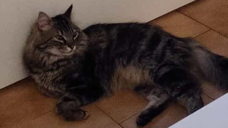 Zeus, antes de desaparecer y ser trasladado a Son Reus, donde murió