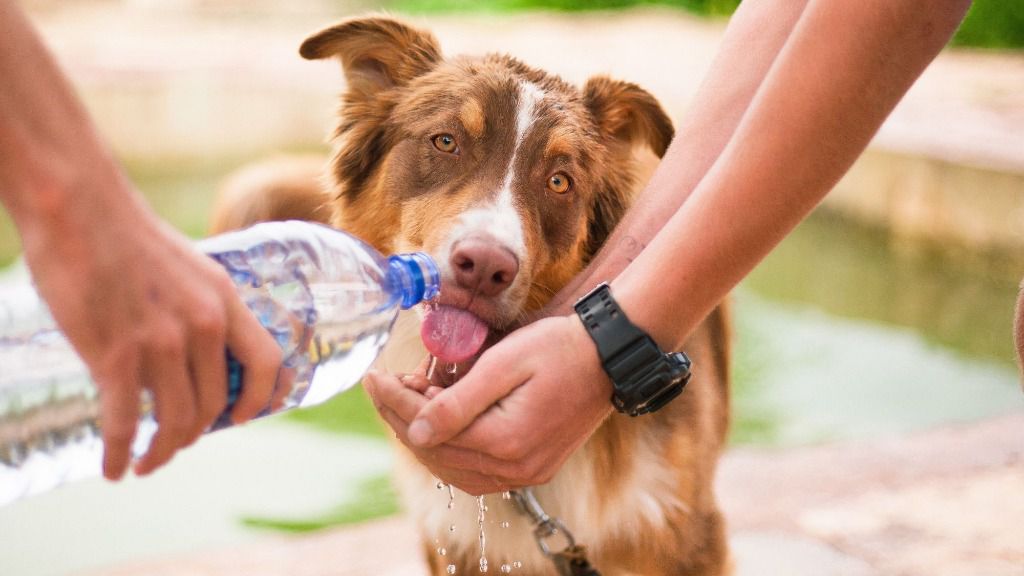 perro bebiendo agua