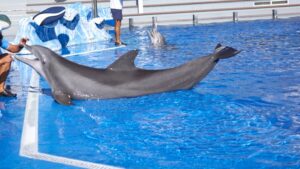 marineland animales