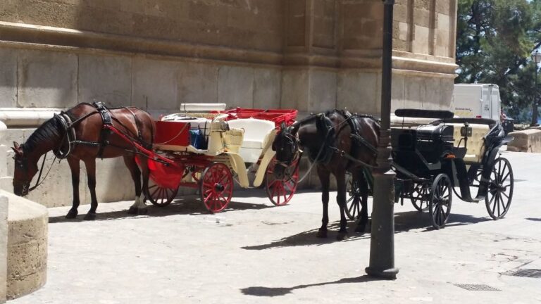 galeras caballos