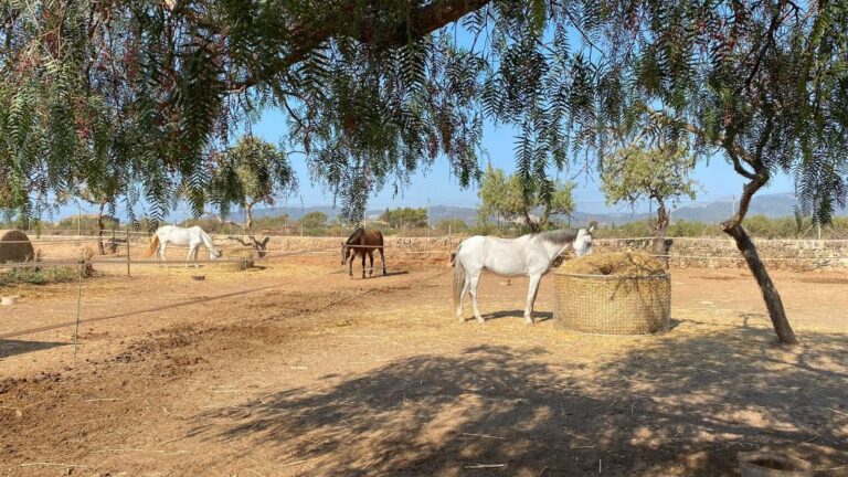 caballos EquusMind