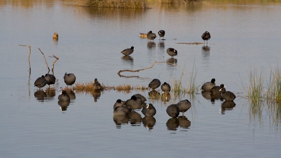 albufera mallorca alcudia