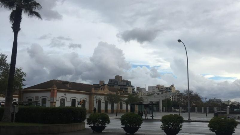 Palma nublado