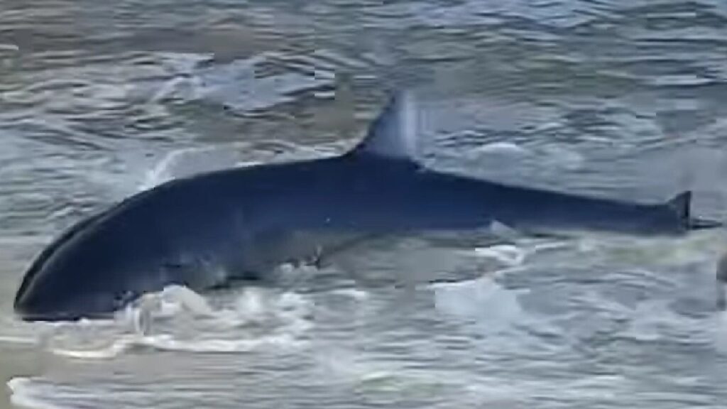 Imagen del tiburón que apareció en Cala Llombards