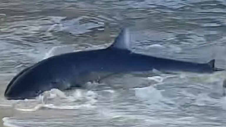 Imagen del tiburón que apareció en Cala Llombards