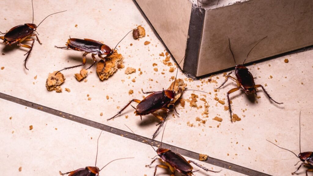 cucarachas