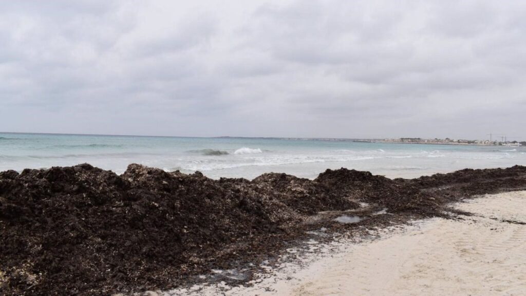 es trenc posidonia