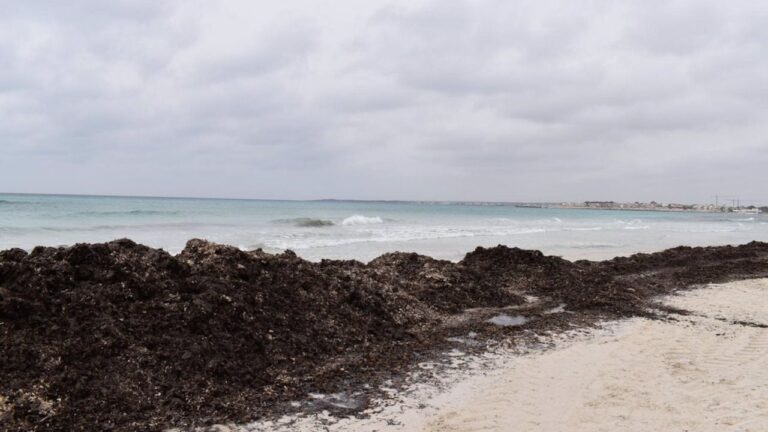es trenc posidonia