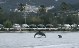Delfines jugando en El Puerto de Andratx