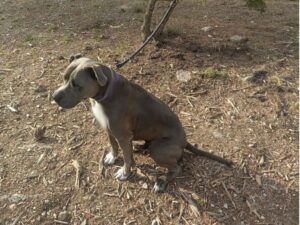 Imagen del perro pitbull rescatado por la Polic&iacute;a Nacional en Ibiza