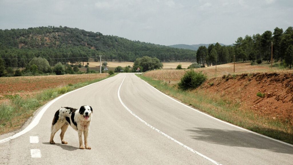 abandono mascotas