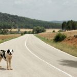 abandono mascotas