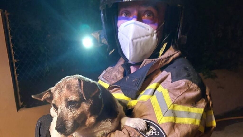 Los bomberos han rescatado a un perro.