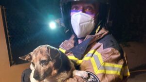 Los bomberos han rescatado a un perro.