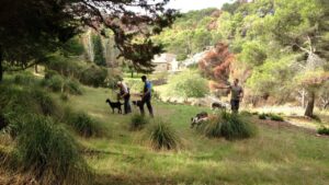 caza cazadores perros