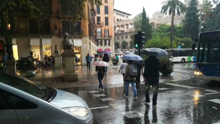 Palma lluvia
