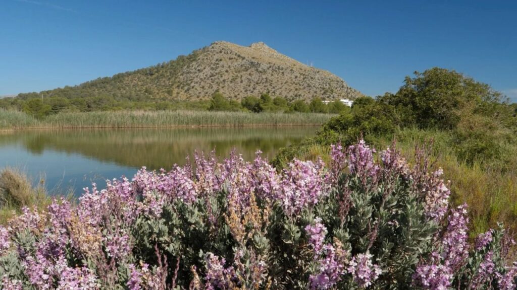 Estany des Ponts, en Alcúdia