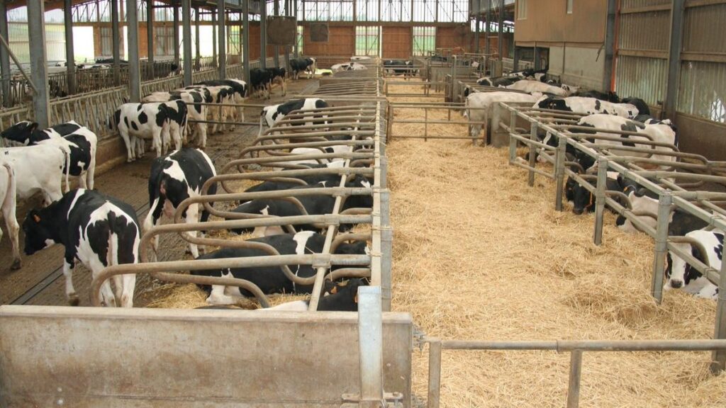 vacas