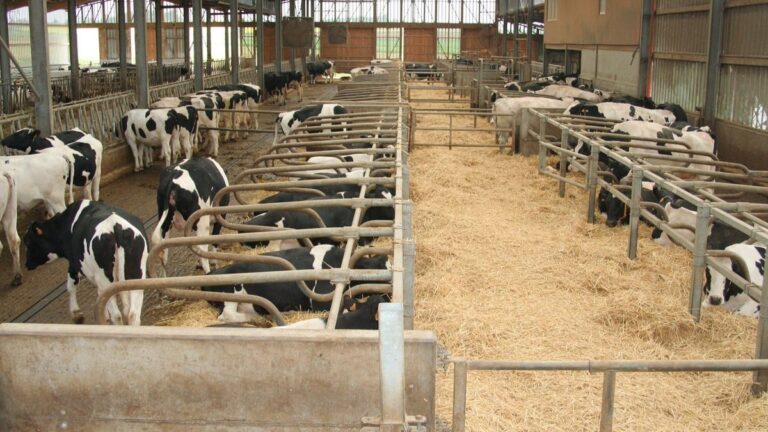 vacas