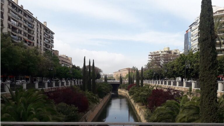 Palma cielo