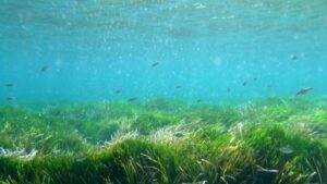 posidonia