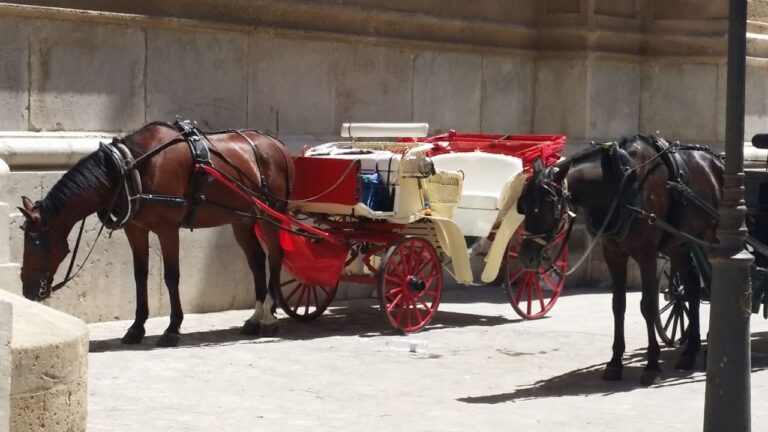 galeras caballos
