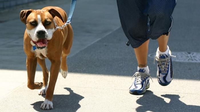 paseo de perro