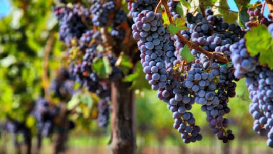 viñas uva