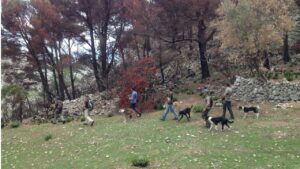 caza cazadores perros