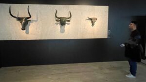 caps de bou de Costitx