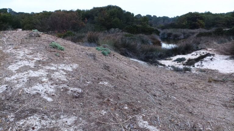 playa posidonia