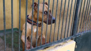 Son Reus celebra un desfile de adopci&oacute;n para dar una segunda oportunidad a una docena de perros