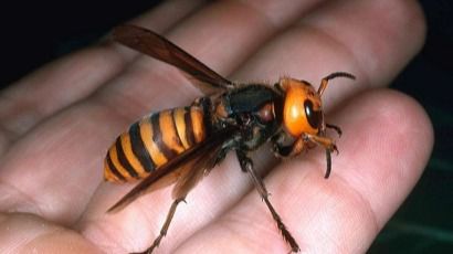 avispa asiática