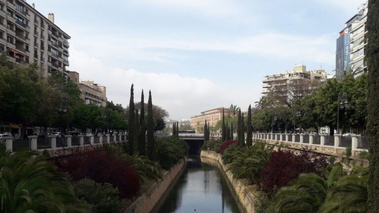 Palma cielo