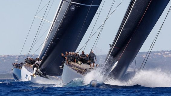 palma vela