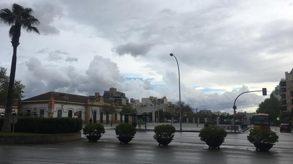 Palma nublado